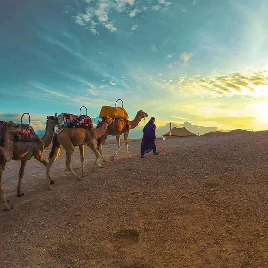 Sun set camel ride in palmerai of Marrakesh - Is $22 good value?