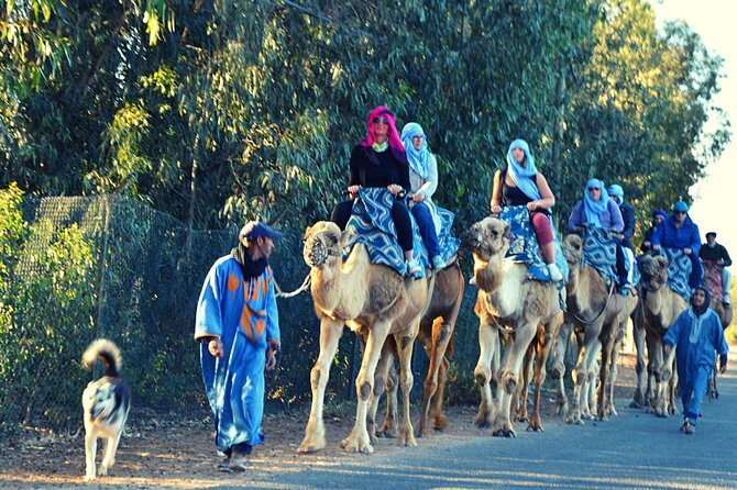 Sunset camel ride and barbecue dinner in Agadir - Riding through Aghroud Bensergao and the eucalyptus forest
