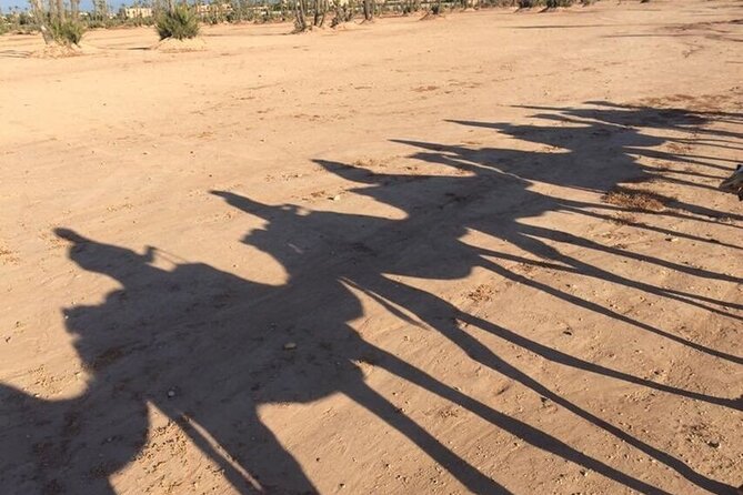 Sunset Camel Ride in Agadir or Taghazout With Transfers - From Agadir hotel to the ranch near the King’s Palace