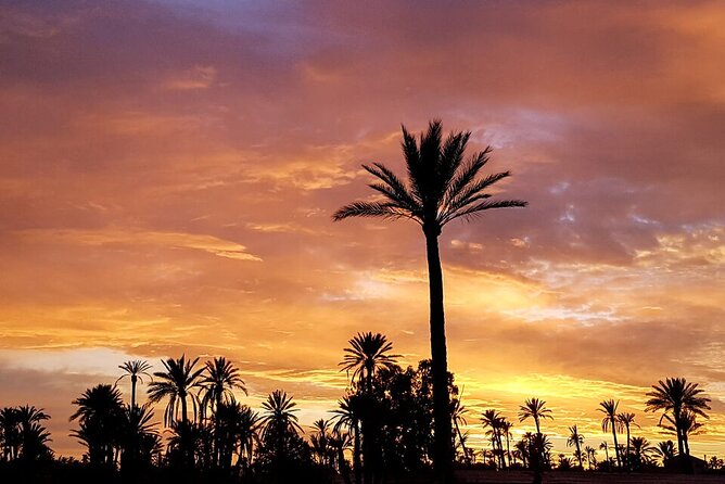 Sunset Camel Ride in Agadir or Taghazout With Transfers - Riding through eucalyptus trees toward the Souss River