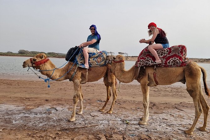 Sunset Camel Ride in Agadir with Dinner in Habitant House - Choosing Your Camel at the Ranch