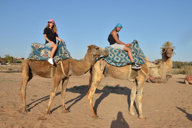 Sunset camel ride in Agadir with transport, tea and cakes. - Riding through Aghroud Bensergao and the eucalyptus trees