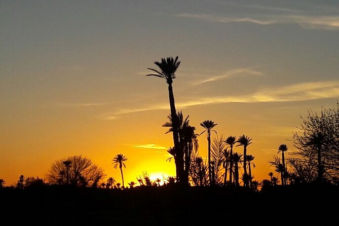 Sunset Camel Ride in the Palm Grove of Marrakech - What the Camel Ride Feels Like