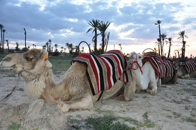 Sunset Camel Ride in the Palm Grove of Marrakech - Is $45.19 a Fair Price?