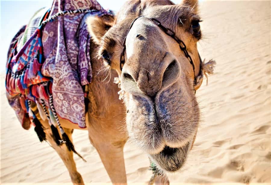 Sunset Camel Riding Including BBQ Dinner & Hotel Transfers - The ranch welcome and camel-handling basics