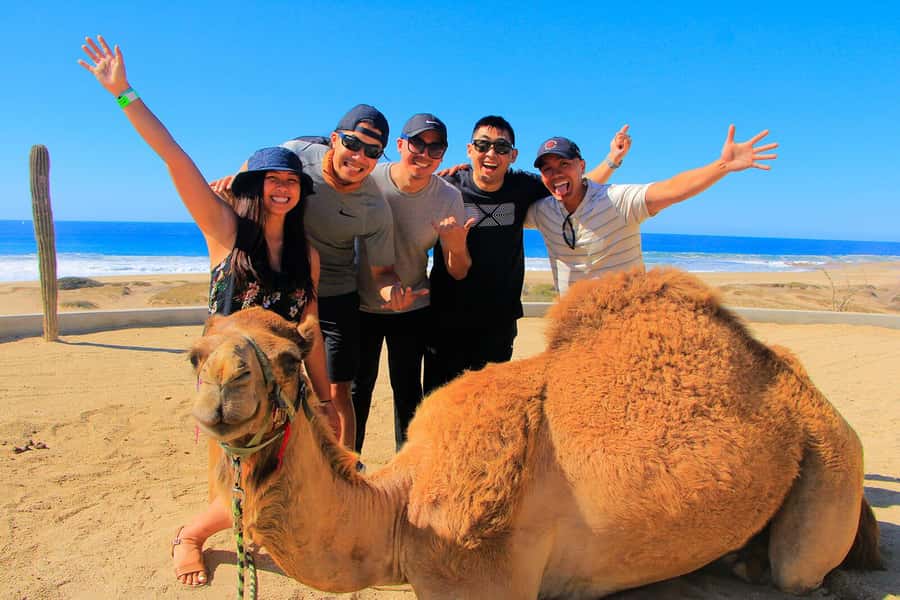 Tangier: sunset, tea, camel ride, Cape Spartel and caves. - What the reviews reveal about consistency
