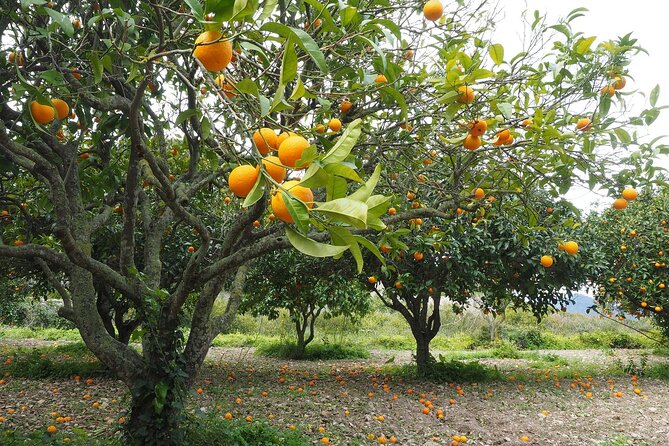 Taroudant half day excursion from Agadir - Asarag Square and the last free time