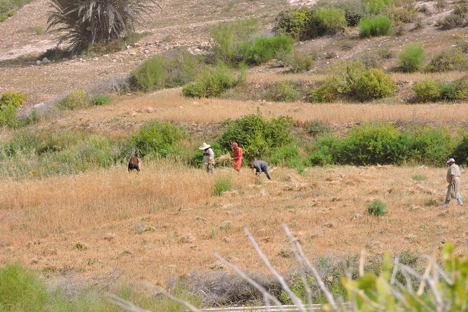 Walk between Argan Forest, Ocean & Waterfalls. 12 km - Is the $75.49 price fair?